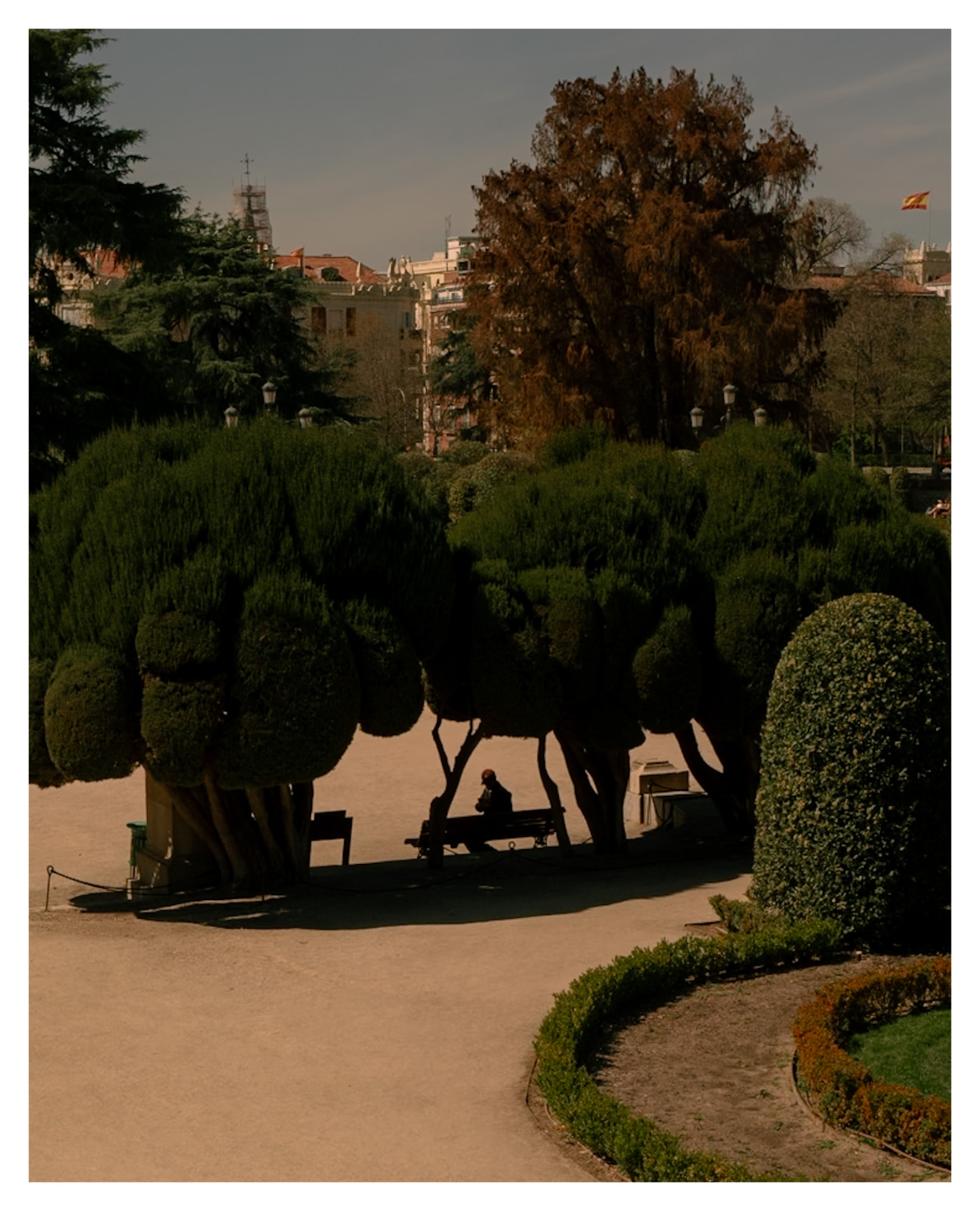 Sculpted trees in a city park with a lone person on a bench